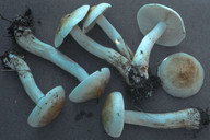 Tricholoma stiparophyllum