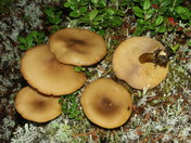 Tricholomopsis decora