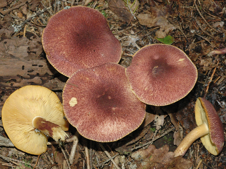 Tricholomopsis rutilans