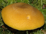 Tricholomopsis decora