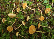 Tubaria dispersa