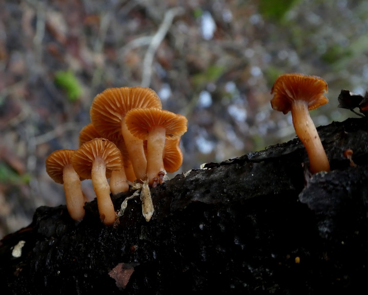 Tubaria furfuracea