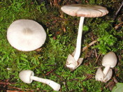 Volvariella hypopithys