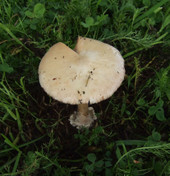 Volvariella gloiocephala