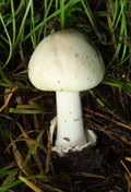 Volvariella gloiocephala