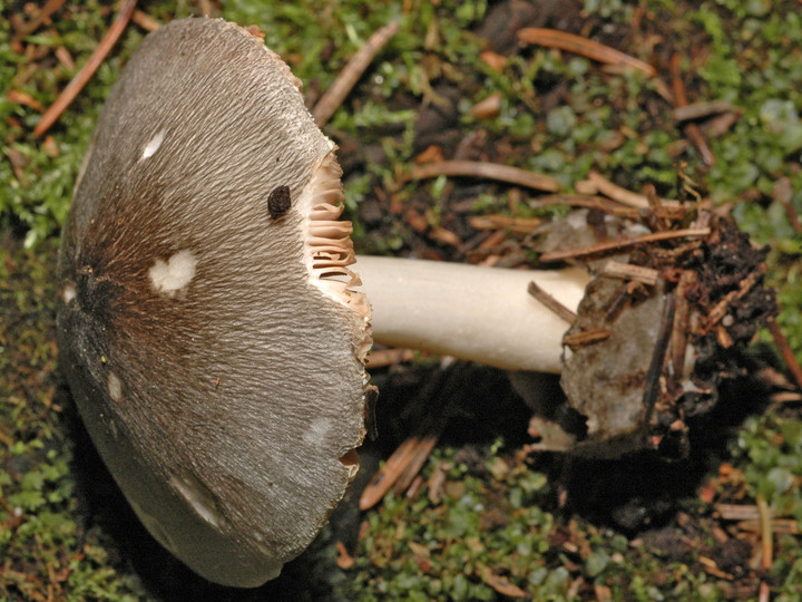 Volvariella murinella