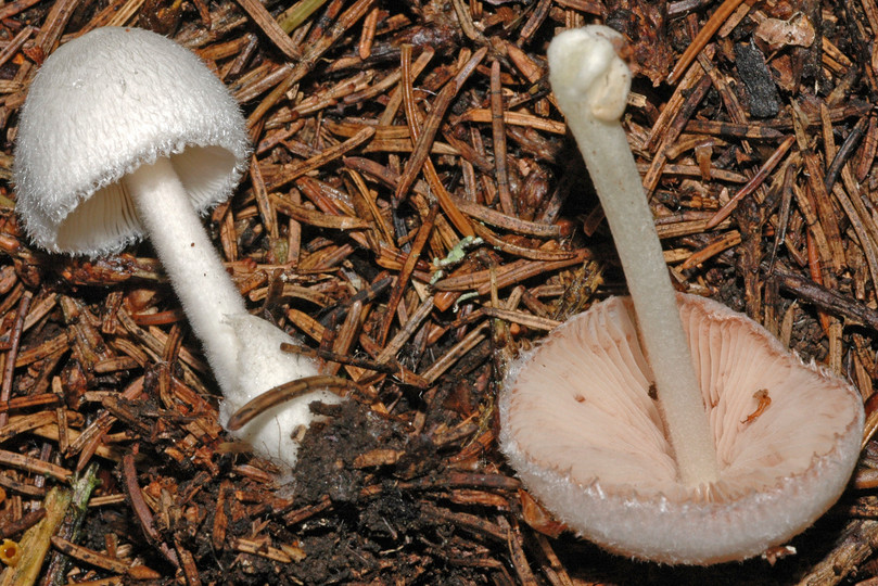 Volvariella hypopithys