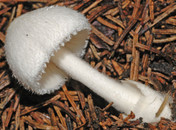 Volvariella hypopithys