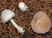 Volvariella hypopithys