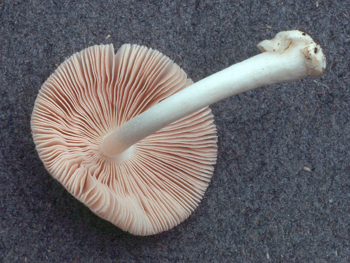 Volvariella murinella