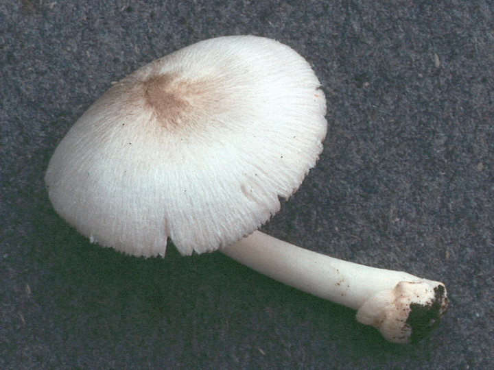 Volvariella murinella