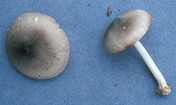 Volvariella murinella