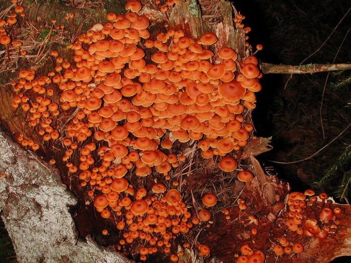 Xeromphalia campanella