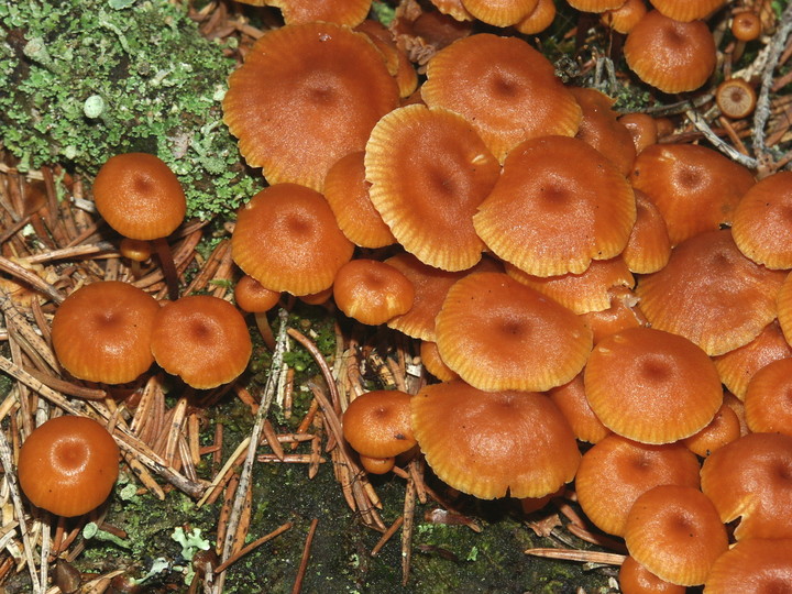 Xeromphalia campanella