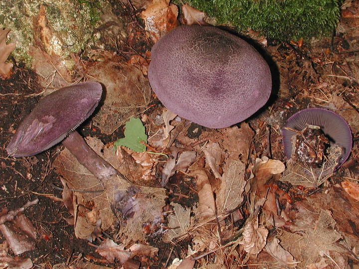 Cortinarius violaceus