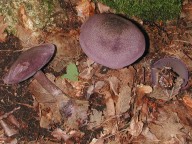 Cortinarius violaceus