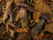 Cortinarius violaceus