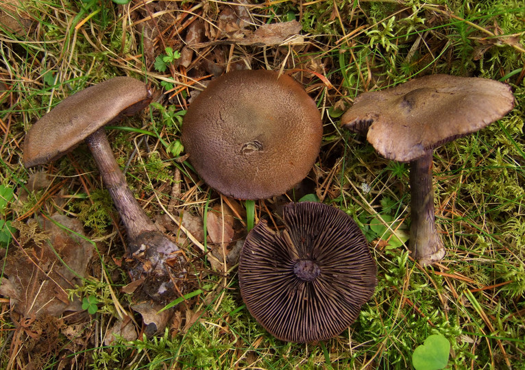 Cortinarius harcynicus 