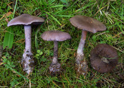 Cortinarius harcynicus 