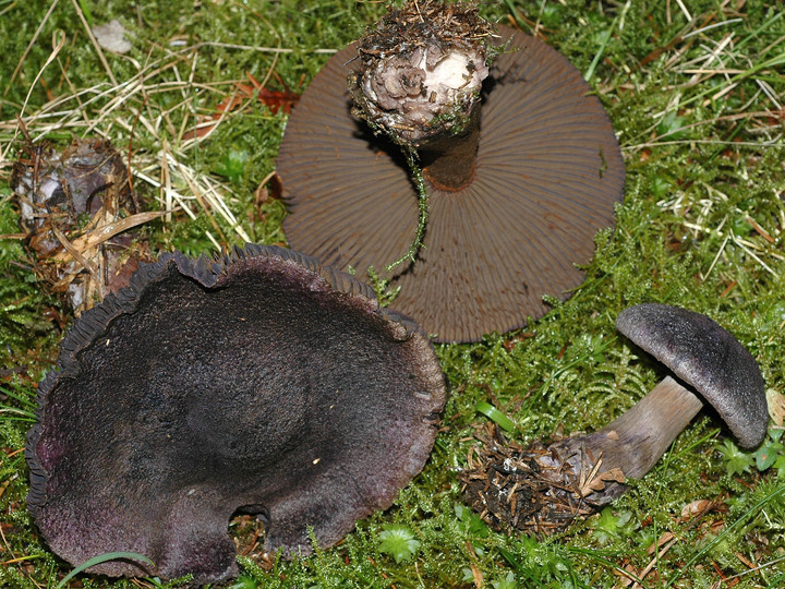 Cortinarius harcynicus