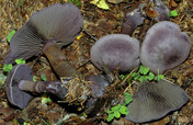 Cortinarius harcynicus 