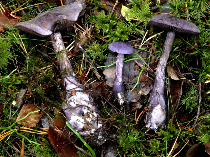 Cortinarius violaceus