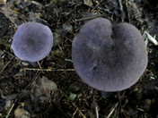 Cortinarius harcynicus