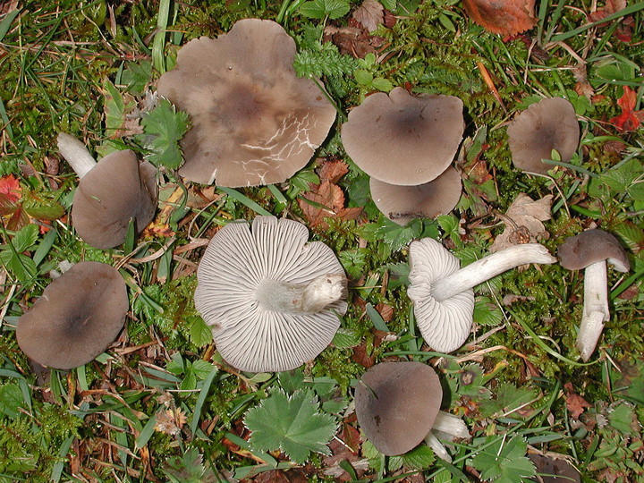 Dermoloma cuneifolium