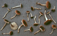 Dermoloma cuneifolium