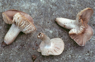 Dermoloma cuneifolium