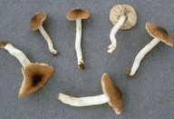 Dermoloma cuneifolium