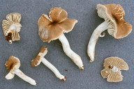 Dermoloma cuneifolium