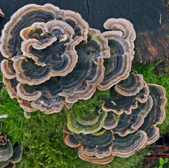 Trametes versicolor