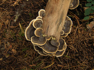 Trametes versicolor