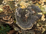 Trametes versicolor