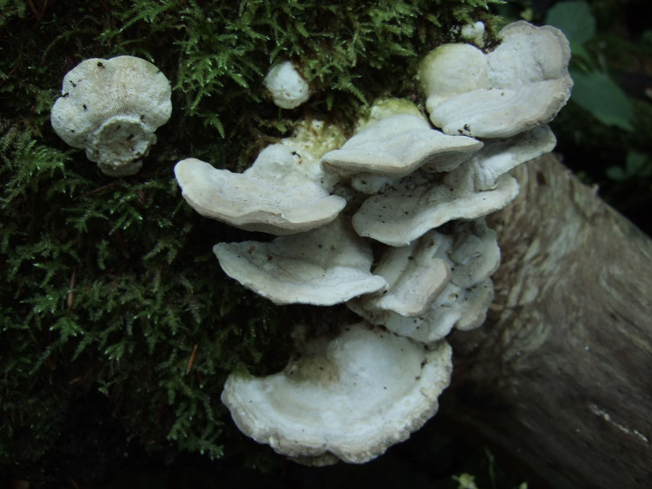 Trametes gibbosa