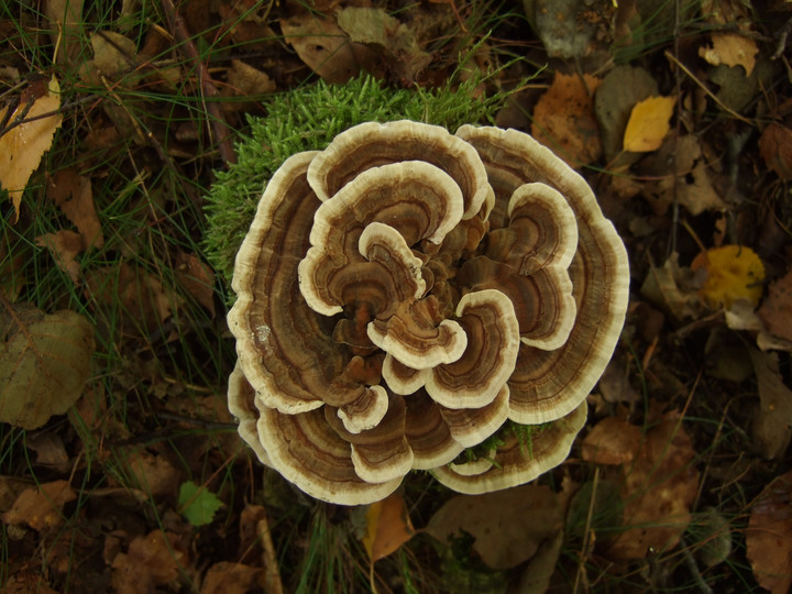 Trametes versicolor