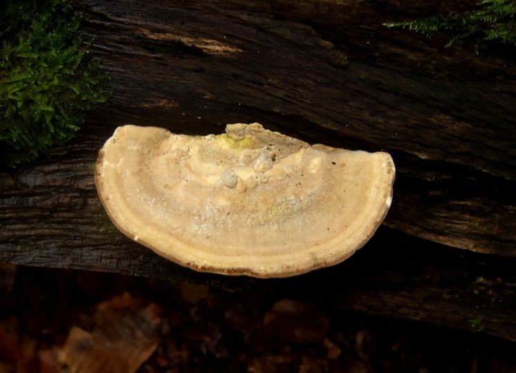 Trametes gibbosa