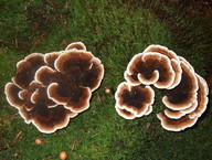 Trametes versicolor