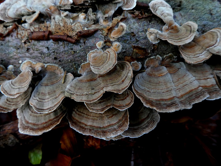 Trametes versicolor