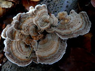 Trametes versicolor