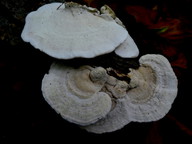 Trametes hirsuta