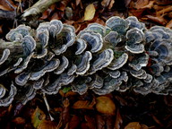 Trametes versicolor