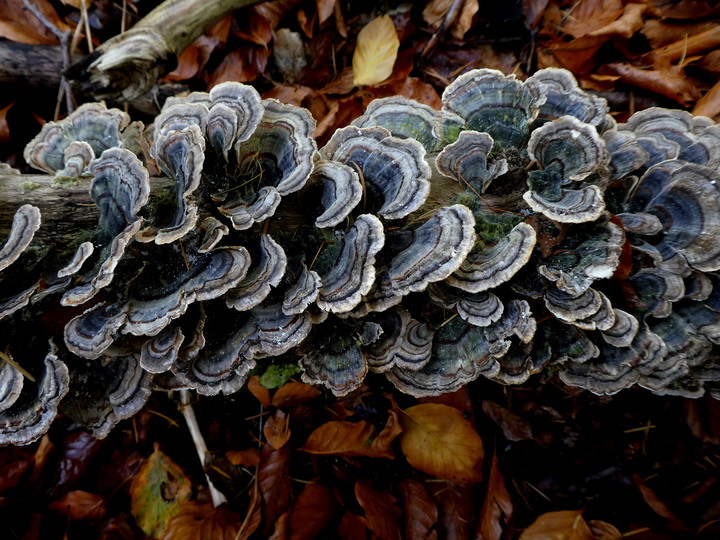 Trametes versicolor