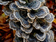 Trametes versicolor