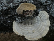 Trametes pubescens