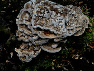 Trametes ochracea