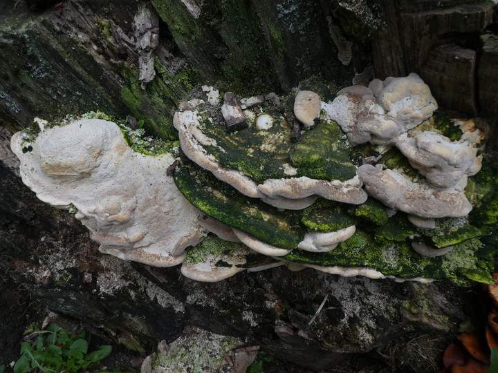 Trametes gibbosa