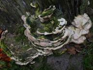 Trametes gibbosa