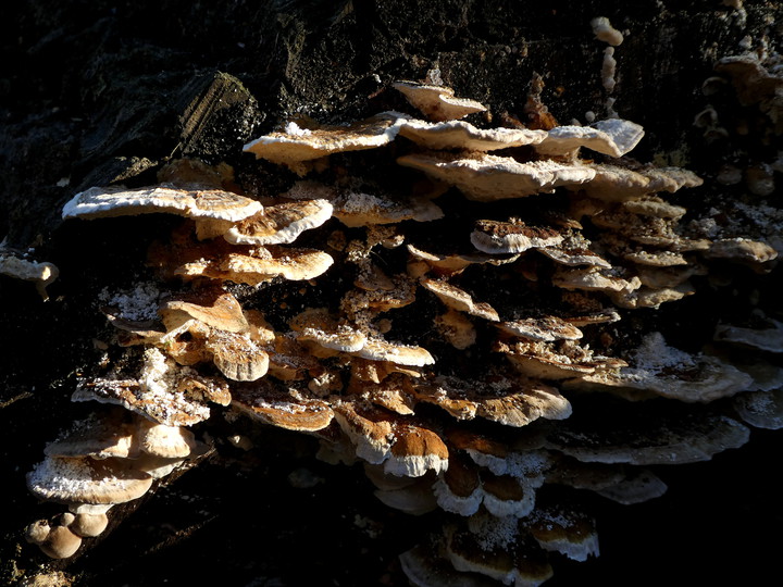 Trametes ochracea